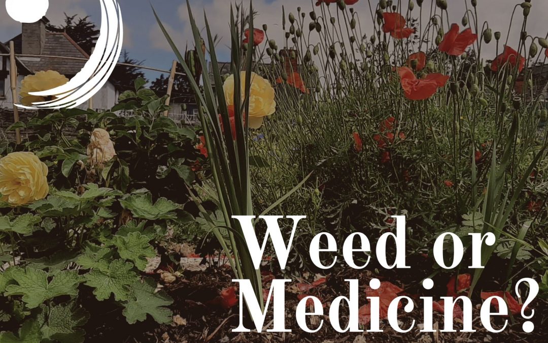 Weed or Medicine workshop 2023 in the Sanctuary